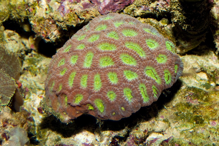 Closed Pinapple, Closed Brain, Honeycomb Coral (Favites sp.) in Aquarium